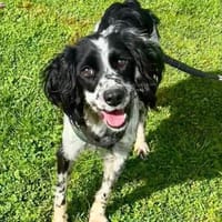 Becky sucht ein für immer Zuhause, Hündin zur Adoption