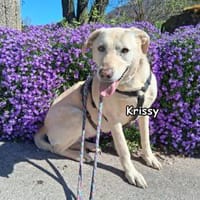 KRISSY, Hündin zur Adoption