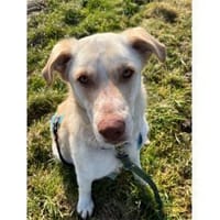 Roy - wartet in 32791 Lage, Hund zur Adoption