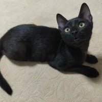 Junge verspielte Katze Baghera, Katze zur Adoption