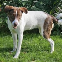 Zauberhafte Hündin sarotti, Hündin zur Adoption