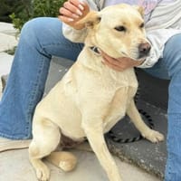 Luna, Hündin zur Adoption