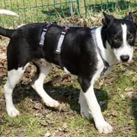 Marlo, neugierig, agil, verspielt, Hund zur Adoption