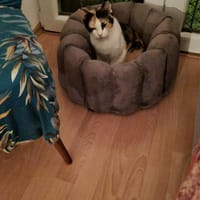Liebe Katze Tanya, Katze zur Adoption