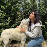 Balto, Hund zur Adoption