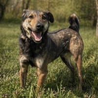 Walley-Traumhund sucht Traum Zuhause, Hund zur Adoption
