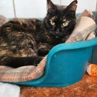 Liebevolle Katze Rebeca, Katze zur Adoption