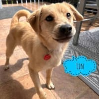Lin ein fröhlicher Hundebub, Hund zur Adoption