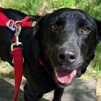 ♥Sammy♥ in 66583 Spiesen-Elversberg, Hund zur Adoption