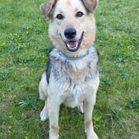Feiner ♥Flinn♥ wartet in 65191 Wiesbaden, Hund zur Adoption