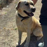 Leon Labrador Mix, Hund zur Adoption