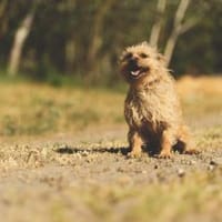 Han, unkomplizierter Kuschelhund, 6J, Hund zur Adoption