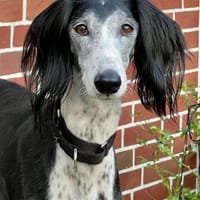 Xial, loyal, klug, freundlich, Hündin zur Adoption