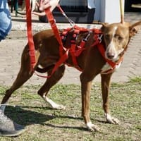 Roqui, klug, loyal, zurückhaltend, Hund zur Adoption