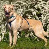 Toller Altaj sucht seine Menschen, Hund zur Adoption