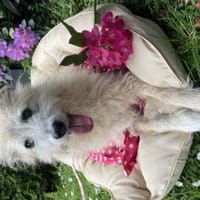 Lisa, Hündin zur Adoption