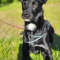LEMMYwartet bereits in 21075 Hamburg, Hund zur Adoption