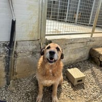 Gioia, Hündin zur Adoption