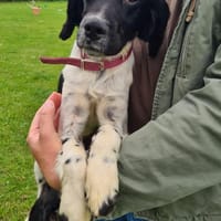 Kleiner Lakis wünscht sich ein Zuhause, Hund zur Adoption