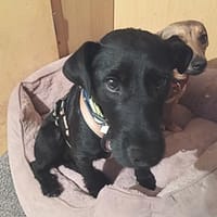 Amber 💚💚💚 ist eine kleine Schönheit, Hündin zur Adoption