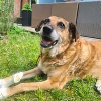 💙Ferris💙 sucht ein schönes Zuhause💙🐾, Hund zur Adoption
