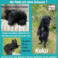 Koksi sucht seine Menschen🐾, Hund zur Adoption