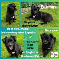 💖Casimira💖 sucht ein schönes Zuhause, Hündin zur Adoption