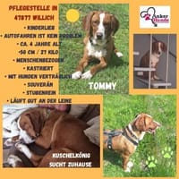 Tommy sucht seine Menschen, Hund zur Adoption