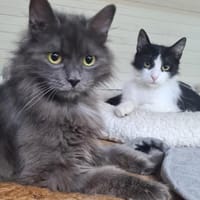 Tiki & Sophie Dreamteam sucht Familie, Katze zur Adoption