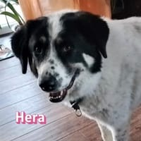Hera - freundlich und menschenbezogen, Hündin zur Adoption