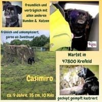 Casimiro sucht sein Zuhause, Hund zur Adoption