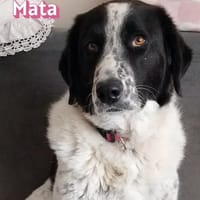 Mata - liebevoll und lernwillig, Hündin zur Adoption
