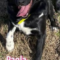 Paola - lernwillig und bewegungsfreudig, Hündin zur Adoption
