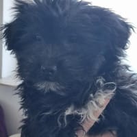 Ronja Welpe sucht Ihre Familie!, Hündin zur Adoption