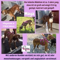 💕Maya 💕 sucht ihre Familie, Hündin zur Adoption