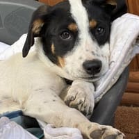 Kleiner Wirbelwind Laila möchte ankommen, Hündin zur Adoption