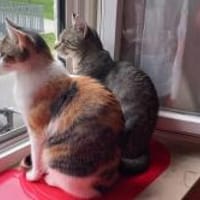 Banshee BanBan & Muffin - suchen Familie, Kater zur Adoption