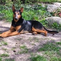 Hübsche, junge  Schäfi-Mix-Hündin, Hündin zur Adoption
