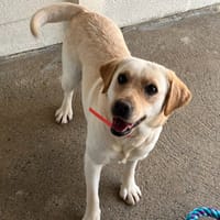 VEGAS, chienne à adopter