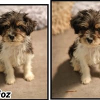 Berlioz réservé, chien à adopter