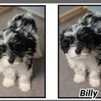 Billy réservé, chien à adopter