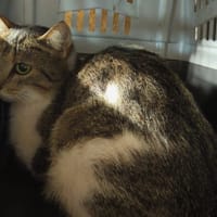 APRILIA, chatte à adopter