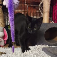 TORONTO, chat à adopter