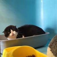 GRIOTTE, chatte à adopter