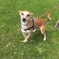 DURACEL, chien à adopter