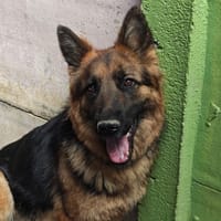 CANELLE, chienne à adopter