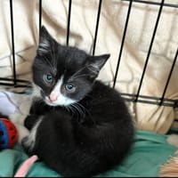 LILO, chat à adopter