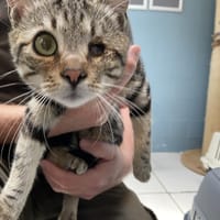 JULES, chat à adopter