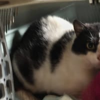 FERDINAND, chat à adopter