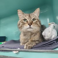 TIZNIT, chat à adopter